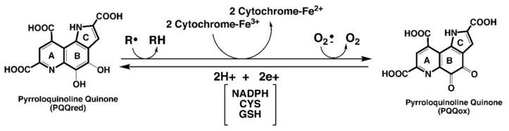 包含圖片、插圖等的外部文件。
對(duì)象名稱為 biomolecules-11-01441-g001.jpg