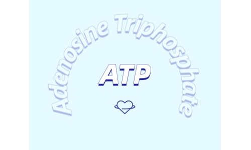 ATP在體育鍛煉中有什么作用？