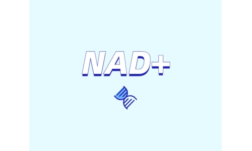 為什么要增強(qiáng)NAD+？